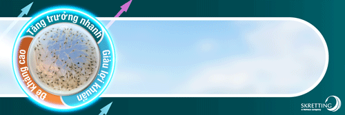 webthuysan_Jade_Skretting